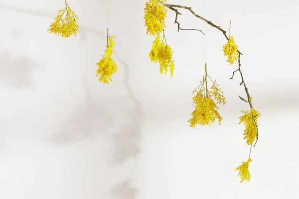 Üzerinde Gölgeler Olan Beyaz Duvara Sarı Mimoza Çiçekleri Asmak Kadın — Stok fotoğraf