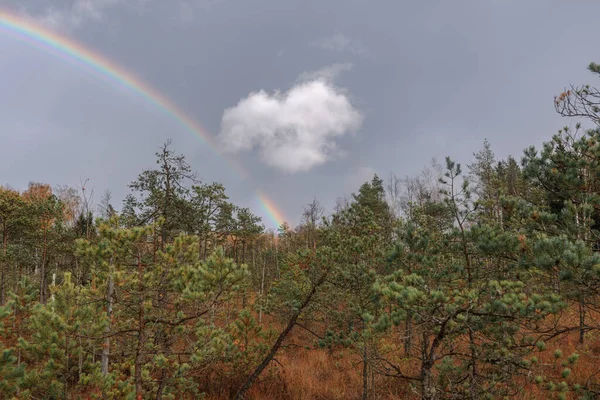 stock image Young pine forest with a rainbow. Reforestation concept in. Trakai historical national park, botanical zoological reserve.