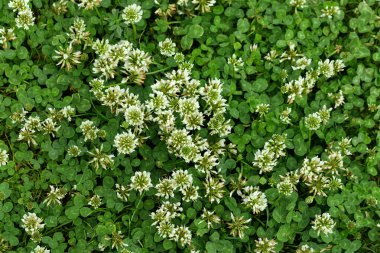 Yoncalı ve yeşil çimenli bir çim. Beyaz yonca (Trifolium tövbe eder) çiçekler. Doğa arkaplanı. 