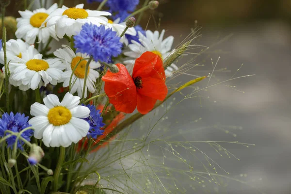 테라코타 화병에 꽃다발 양귀비 넣는다 — 스톡 사진
