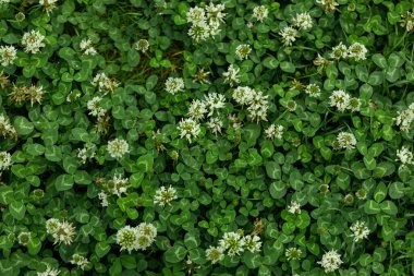 Yoncalı ve yeşil çimenli bir çim. Beyaz yonca (Trifolium tövbe eder) çiçekler. Doğa arkaplanı. 