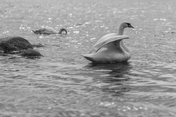 Белые Дикие Лебеди Плавают Балтийском Море Черно Белая Фотография — стоковое фото