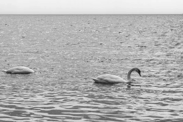 Cisnes Salvajes Blancos Nadando Mar Báltico Fotografía Blanco Negro — Foto de Stock