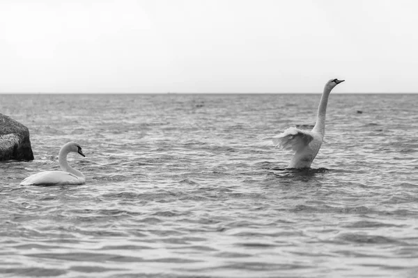 Białe Dzikie Łabędzie Pływające Morzu Bałtyckim Czarno Białe Zdjęcie — Zdjęcie stockowe