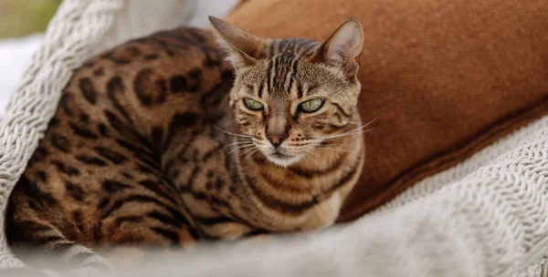 Bengal Γάτα Χαλάρωση Στην Αιώρα — Φωτογραφία Αρχείου