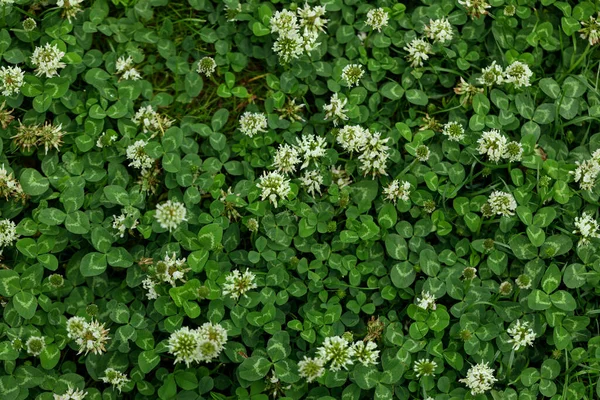 Césped Vista Superior Con Trébol Hierba Verde Trébol Blanco Trifolium — Foto de Stock