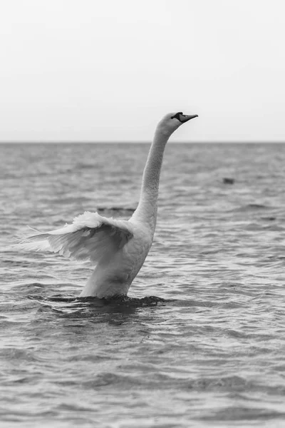 Cygnes Blancs Sauvages Nageant Dans Mer Baltique Photographie Noir Blanc — Photo