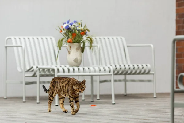 Περίεργη Γάτα Της Βεγγάλης Εξερευνά Περιοχή Γύρω Από Σπίτι Κατοικίδια — Φωτογραφία Αρχείου