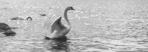 Cisnes Salvajes Blancos Nadando Mar Báltico Fotografía Blanco Negro — Foto de Stock