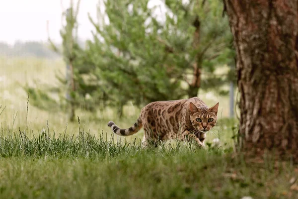 Nyfiken Bengalisk Katt Utforskar Området Runt Huset Husdjur Promenader Och — Stockfoto