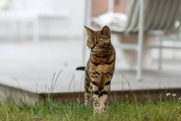 Curioso Gato Bengala Explorando Área Alrededor Casa Mascotas Domésticas Caminando — Foto de Stock