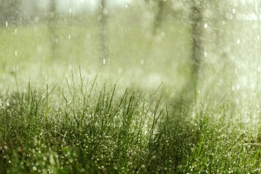 Güzel taze ve sulu yeşil çimenler ve damlayan yağmur soyut olarak bulanık doğal arkaplan. Damlaları çiy damlatan çayır çimenleri. Dünya kavramını, ekolojiyi ve rahatlama kavramını kaydet