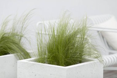 Çağdaş beton saksılarda tüy çimlerinin (stipa) hafif ve zarif kıvrımları. Yaz terası dış konsepti. Tüylü ot, bahçe tasarımında süs bitkisi olarak bulundu.. 