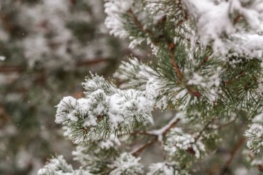 Karla kaplı çam ağacına yakın çekim. Mutlu yıllar ve Noel kutlaması konsepti.