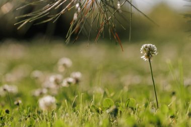 Bahçedeki çimlerin üzerinde çiçek açan beyaz yoncalar. Çiçekli ekoloji doğa manzarası. Çimlerin arasında beyaz yonca çiçekleri. Peyzaj tasarımı konsepti. Vahşi yaşam konsepti kaydediliyor.