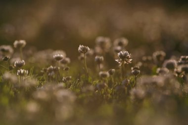 Bahçedeki çimlerin üzerinde çiçek açan beyaz yoncalar. Çiçekli ekoloji doğa manzarası. Çimlerin arasında beyaz yonca çiçekleri. Peyzaj tasarımı konsepti. Vahşi yaşam konsepti kaydediliyor.