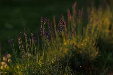 Levander (Lavandula angustifolia) gün batımında çiçek açar. Ev bahçesi kompozisyon fikirleri. Seçici odaklanma, güzel bokeh. 