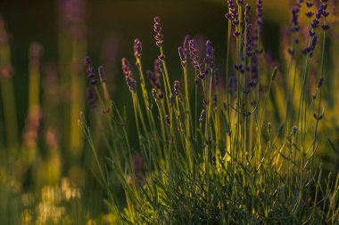 Levander (Lavandula angustifolia) gün batımında çiçek açar. Ev bahçesi kompozisyon fikirleri. Seçici odaklanma, güzel bokeh. 