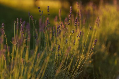 Levander (Lavandula angustifolia) gün batımında çiçek açar. Ev bahçesi kompozisyon fikirleri. Seçici odaklanma, güzel bokeh. 