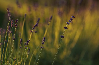 Levander (Lavandula angustifolia) gün batımında çiçek açar. Ev bahçesi kompozisyon fikirleri. Seçici odaklanma, güzel bokeh. 