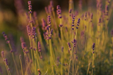 Levander (Lavandula angustifolia) gün batımında çiçek açar. Ev bahçesi kompozisyon fikirleri. Seçici odaklanma, güzel bokeh. 