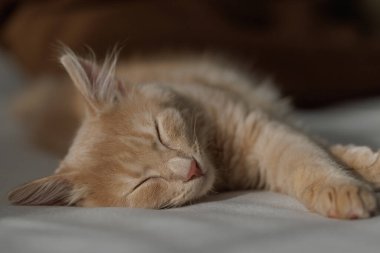 4 aylık çekici ve karizmatik kızıl kedi yavrusu kanepede uzanıyor ve uyuyor. Evcil hayvan konsepti.