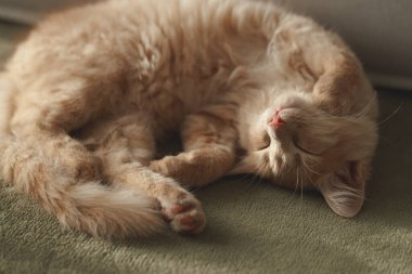 4 aylık çekici ve karizmatik kızıl kedi yavrusu halıda uyuyor. Evcil hayvan konsepti.