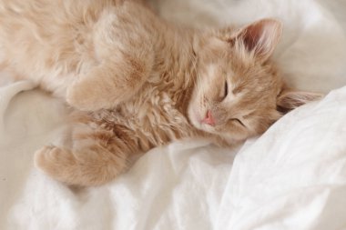 Yumuşak kremalı kızıl kedi yavrusu