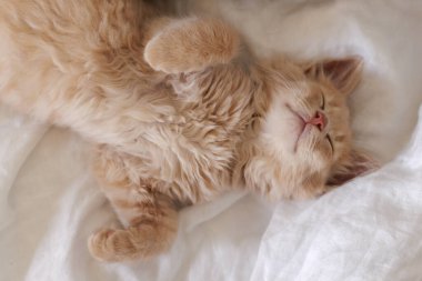 Yumuşak kremalı kızıl kedi yavrusu