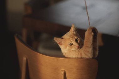 Yumuşak kremalı kızıl kedi yavrusu