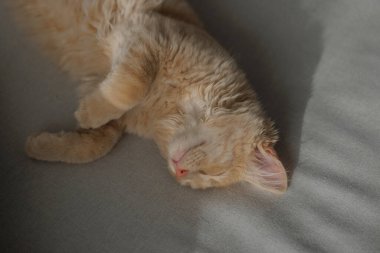 4 aylık çekici ve karizmatik kızıl kedi yavrusu kanepede uzanıyor ve uyuyor. Evcil hayvan konsepti.