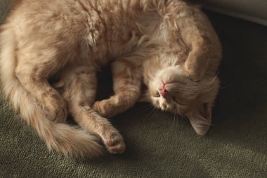 4 aylık çekici ve karizmatik kızıl kedi yavrusu halıda uyuyor. Evcil hayvan konsepti.