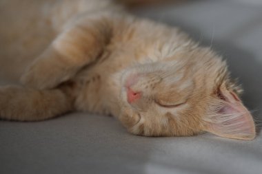 4 aylık çekici ve karizmatik kızıl kedi yavrusu kanepede uzanıyor ve uyuyor. Evcil hayvan konsepti.