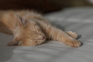 4 aylık çekici ve karizmatik kızıl kedi yavrusu kanepede uzanıyor ve uyuyor. Evcil hayvan konsepti.