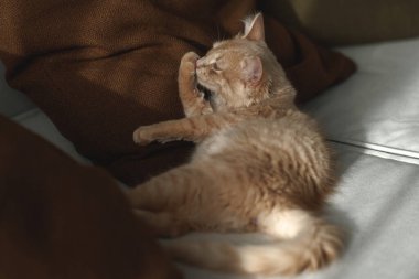 4 aylık çekici ve karizmatik kızıl kedi yavrusu kanepede uyuyor. Evcil hayvan konsepti.