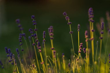 Levander (Lavandula angustifolia) gün batımında çiçek açar. Ev bahçesi kompozisyon fikirleri. Seçici odaklanma, güzel bokeh. 