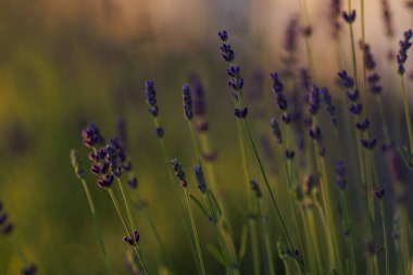 Levander (Lavandula angustifolia) gün batımında çiçek açar. Ev bahçesi kompozisyon fikirleri. Seçici odaklanma, güzel bokeh. 