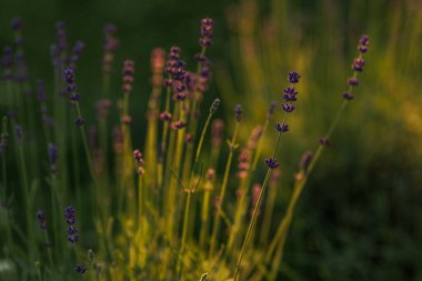 Levander (Lavandula angustifolia) gün batımında çiçek açar. Ev bahçesi kompozisyon fikirleri. Seçici odaklanma, güzel bokeh. 