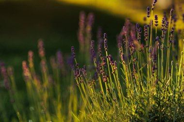 Levander (Lavandula angustifolia) gün batımında çiçek açar. Ev bahçesi kompozisyon fikirleri. Seçici odaklanma, güzel bokeh. 