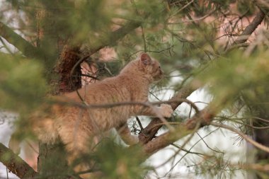 Meraklı ve tüylü bir kızıl kedi yavrusu çam ağacına tırmanıyor.