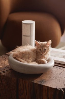 İki aylık hafif, kızıl bir kedi yavrusu, gri taştan bir kaseye kıvrılır, sert bir meşe kütüğünün üzerine tünemiş, neşeli ruhunu ve yumuşak kürkünü taşralı ahşabın cazibesine karşı sergiler..