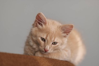 İki aylık hafif, kızıl bir kedi yavrusu rahat, kahverengi bir şezlongda dinleniyor. Yumuşak kürkü, zengin kumaşla çelişiyor. Odada sıcaklık ve sükunet hissi yayıyor..  