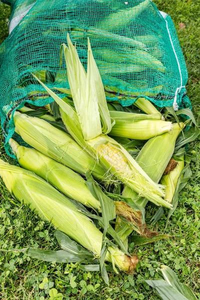 Мешок Свежей Кукурузы Початках Невареные Кукурузные Початки Большой Сумке Снаружи — стоковое фото
