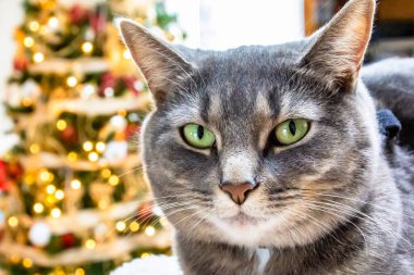 Noel ağacının önündeki kanepede kedi. Yeşil gözlü gri kedi.