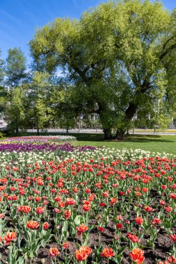 Tulips in a park of Ottawa, Ontario, Canada. Taken during tulips festival.