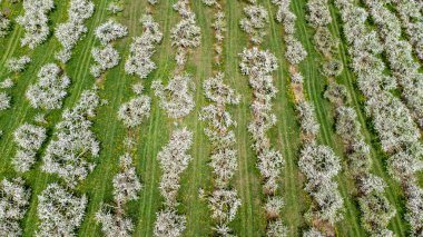 Baharda çiçek açan elma ağaçlarının yüksek irtifa görüntüsü. Beyaz çiçeklerle dolu elma ağaçları.