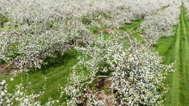 İlkbaharda çiçek açan elma ağaçlarının alçak irtifa görüntüsü. Beyaz çiçeklerle dolu elma ağaçları.