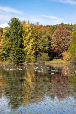 Renkli sonbahar renkleriyle Saint-Marcelline-de-Kildare Gölü 'nün dikey görüntüsü, Lanaudiere, Quebec, Kanada. Su yüzeyindeki yansımalar.