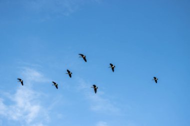 Kanada kazları açık bulutlu mavi bir gökyüzünün altında uçuyorlar. Yerden görüntüle.