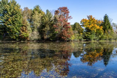 Ste-Marcelline-de-Kildare, Lanaudiere, Quebec, Kanada 'da suya yansıyan renkli sonbahar renklerine sahip gölet. Mavi su yüzeyindeki yansımalar.